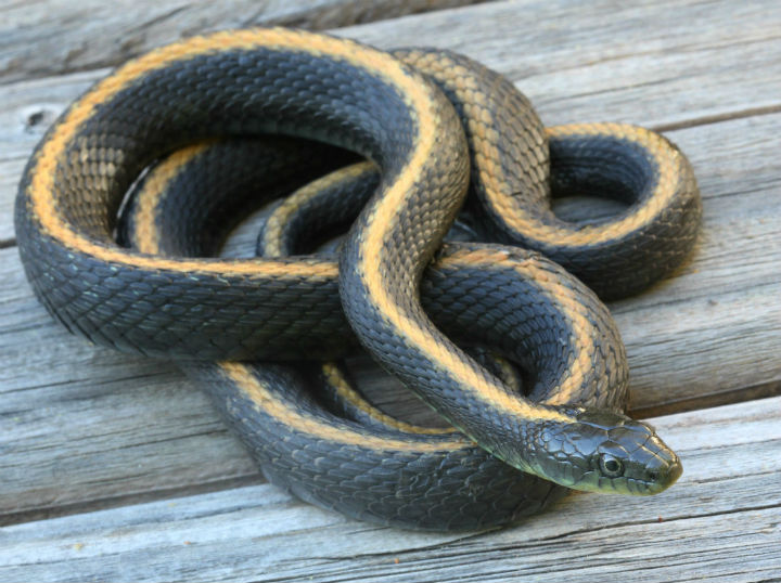 Santa Cruz Garter Snake